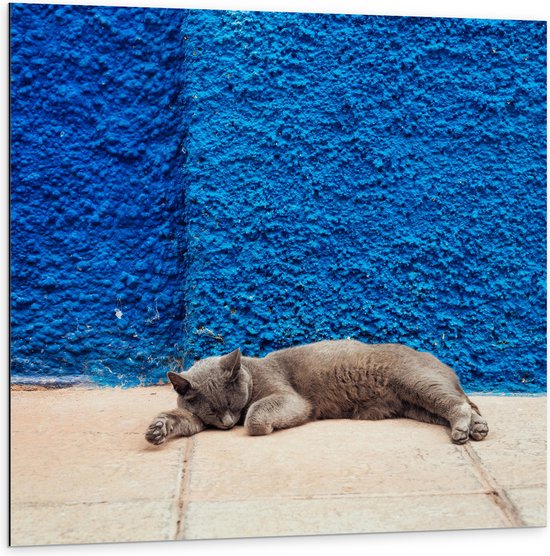 Dibond - Grijze Kat Liggend voor Blauwe Muur - 100x100 cm Foto op Aluminium (Met Ophangsysteem)