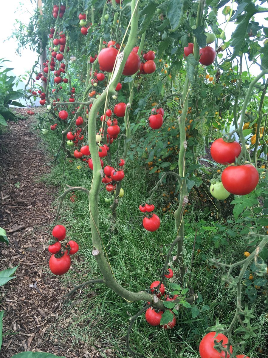 Tomatenhaken mit Schnur 20 Stück Tomatenhaken mit 20 Pflanzenschnalle