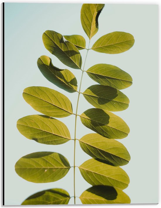 Dibond - Lichtgroene Robina Plant op Pastelblauwe Achtergrond - 30x40 cm Foto op Aluminium (Wanddecoratie van metaal)