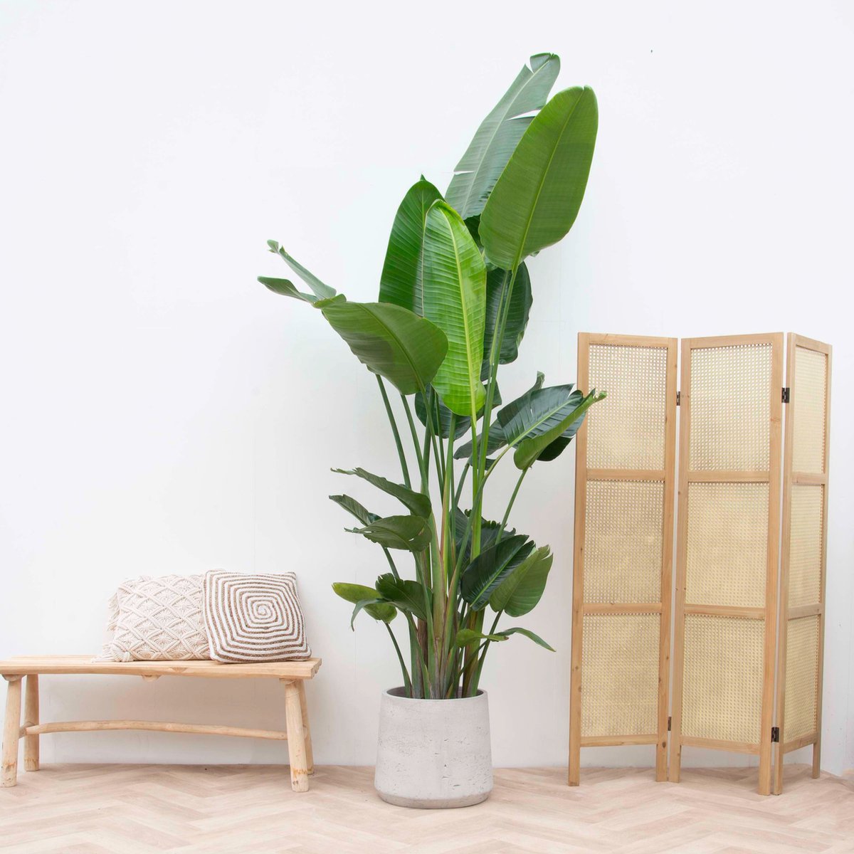 Strelitzia Nicolai XXL - 210 cm
