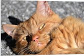 WallClassics - Plaque Mousse PVC - Chat Tabby Oranje - 90x60 cm Photo sur Plaque Mousse PVC (Avec Système d'accrochage)