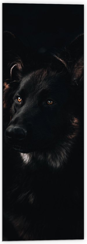 WallClassics - Dibond - Zwarte Hond met Zwarte Achtergrond - 40x120 cm Foto op Aluminium (Met Ophangsysteem)
