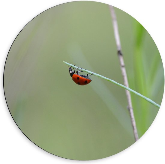 WallClassics - Dibond Muurcirkel - Lieveheerstbeestje op Gras - 60x60 cm Foto op Aluminium Muurcirkel (met ophangsysteem)