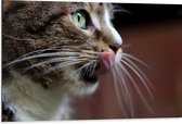 WallClassics - Dibond - Likkende Kat - 105x70 cm Foto op Aluminium (Met Ophangsysteem)