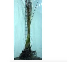 10 x Salix alba var. vitellina - Wilg 60 - 100 cm blote wortel