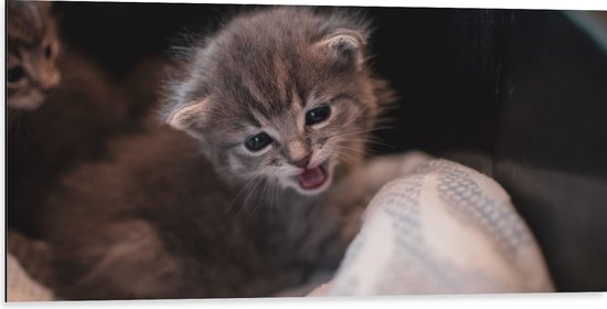 WallClassics - Dibond - Lieve Kleine Kitten - 100x50 cm Foto op Aluminium (Wanddecoratie van metaal)