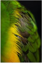 WallClassics - Poster (Matte) - Vert avec Ressorts Jaunes - 40x60 cm Photo sur Papier Poster avec un aspect Mat