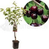 Kersenboom - Prunus avium Sunburst - Zoete kers - hoge opbrengst - gemakkelijk ras