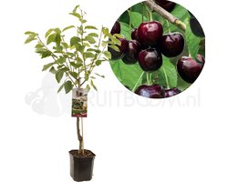 Kersenboom - Prunus avium Sunburst - Zoete kers - hoge opbrengst - gemakkelijk ras