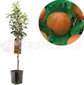 Appelboom - Malus domestica James Grieve | hand- en moesappel | laagstam ca. 160cm hoog