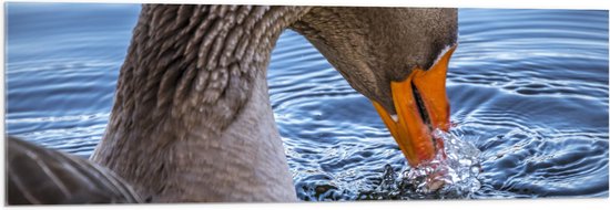 WallClassics - Acrylglas - Donkere Gans met Oranje Snavel in Water - 120x40 cm Foto op Acrylglas (Wanddecoratie op Acrylaat)