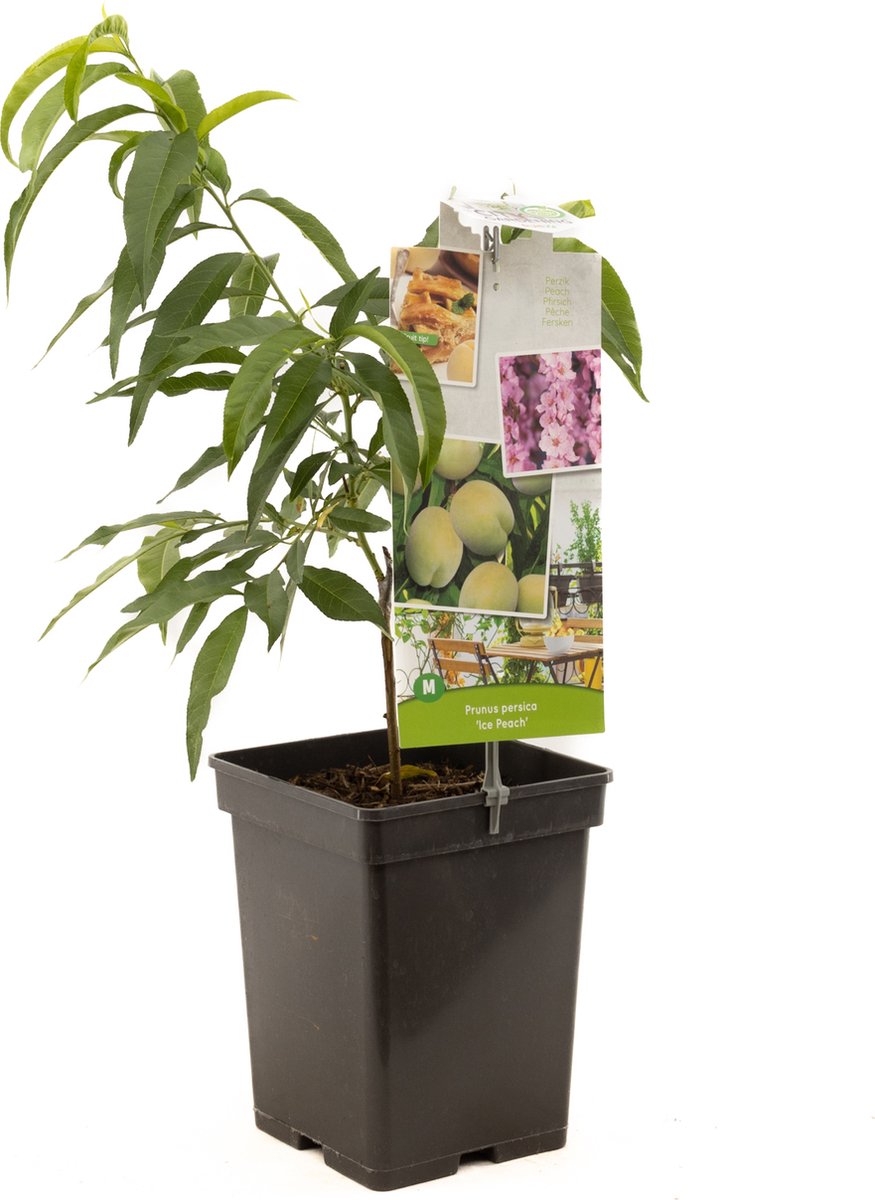 Prunus persica Ice Peach | ivoorwitte dwergperzik | dwerg