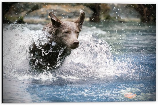 WallClassics - Dibond - Bruine Hond Rennend door het Water - 60x40 cm Foto op Aluminium (Met Ophangsysteem)