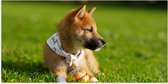 WallClassics - Poster (Mat) - Bruine Shiba Hond in het Gras - 100x50 cm Foto op Posterpapier met een Matte look