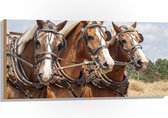 WallClassics - Hout - Drietal Belgische Karpaarden - 100x50 cm - 9 mm dik - Foto op Hout (Met Ophangsysteem)