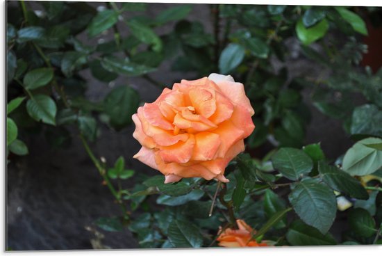 Dibond - Oranje Bloem omringd door Groene Planten - 75x50 cm Foto op Aluminium (Met Ophangsysteem)