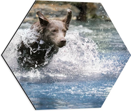 WallClassics - Dibond Hexagon - Bruine Hond Rennend door het Water - 50x43.5 cm Foto op Hexagon (Met Ophangsysteem)