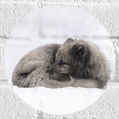 WallClassics - Muursticker Cirkel - Bruine Vos slapend in de Sneeuw - Sneeuwvos - 20x20 cm Foto op Muursticker