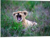WallClassics - Panneau en mousse PVC - Lionceau rugissant - 80x60 cm Photo sur panneau en mousse PVC