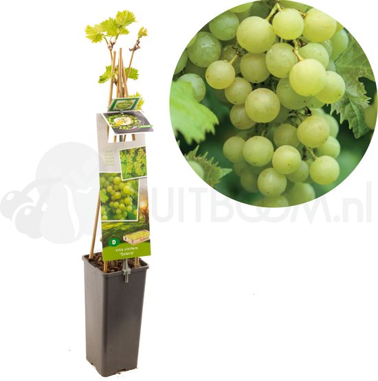 Foto: Druivenstruik witte druif vitis vinifera solaris druivenplant tafel en wijndruif vroege oogst hoog resistent voor meeldauw en botrytis