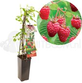 Frambozenplant - Rubus idaeus 'Heritage' - frambozenstruik - kleinfruit - hoogte 60 cm - potmaat Ã˜11cm