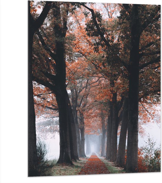 Dibond - Bomen met Herfstbladeren - 75x100 cm Foto op Aluminium (Met Ophangsysteem)