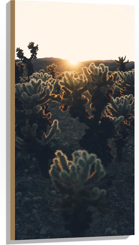 Hout - Cactussen in Woestijn bij Zonsondergang - 50x100 cm - 9 mm dik - Foto op Hout (Met Ophangsysteem)