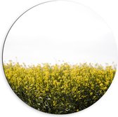 Dibond Muurcirkel - Gele Bloementjes - 60x60 cm Foto op Aluminium Muurcirkel (met ophangsysteem)