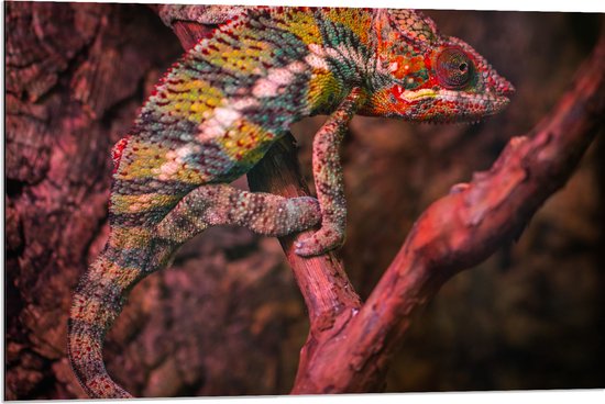 Dibond - Meerkleurige Kameleon op Smalle Bruine Tak - 90x60 cm Foto op Aluminium (Met Ophangsysteem)