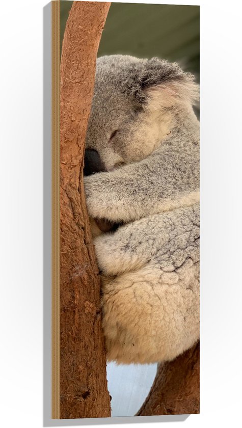 Hout - Koala Liggend tussen Takken - 30x90 cm - 9 mm dik - Foto op Hout (Met Ophangsysteem)