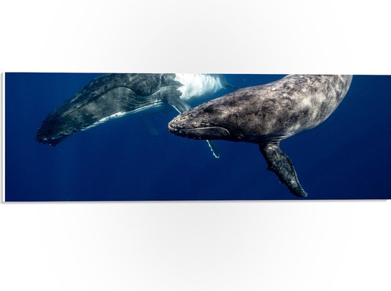 PVC Schuimplaat- Duo Walvissen Zwemmend aan Wateroppervlak van Zee - 60x20 cm Foto op PVC Schuimplaat