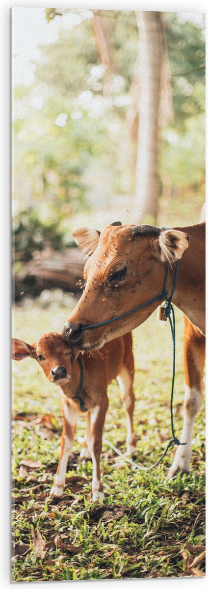 Acrylglas - Ree met Baby in het Gras van een Bos - 30x90 cm Foto op Acrylglas (Met Ophangsysteem)