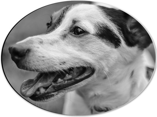Dibond Ovaal - Opzijkijkende Hijgende Hond (Zwart- wit) - 40x30 cm Foto op Ovaal (Met Ophangsysteem)