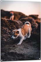 Tuinposter – Verlegen Puppy Lopend op Rots - 80x120 cm Foto op Tuinposter (wanddecoratie voor buiten en binnen)