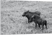 Acrylglas - Duo Zwijntjes in Graslandschap (Zwart- wit) - 120x80 cm Foto op Acrylglas (Wanddecoratie op Acrylaat)