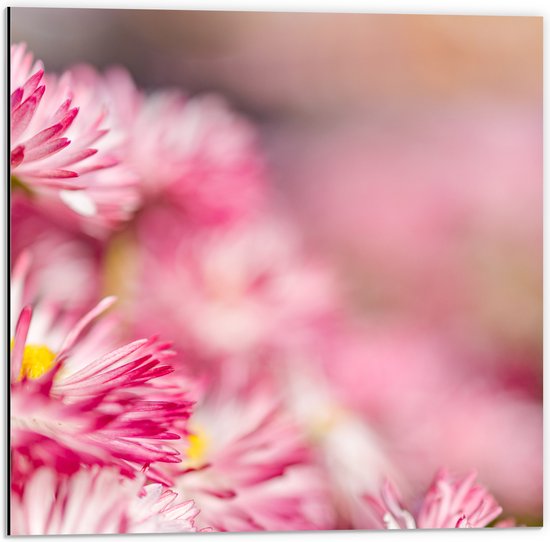 Dibond - Roze met Witte Bloempjes in het Bloemenveld - 50x50 cm Foto op Aluminium (Wanddecoratie van metaal)