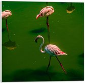 PVC Schuimplaat- Groepje Flamingo's Staand in Groenkleurig Water - 50x50 cm Foto op PVC Schuimplaat