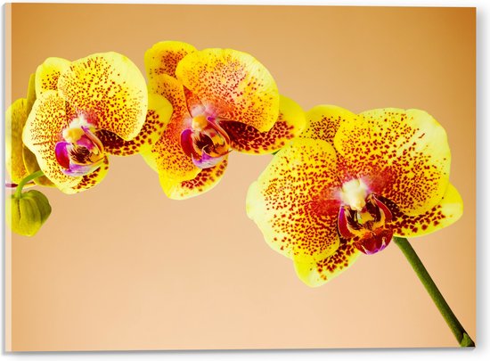 Acrylglas - Oranjekleurige Orchidee op Oranje Achtergrond - 40x30 cm Foto op Acrylglas (Wanddecoratie op Acrylaat)