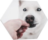 WallClassics - PVC Schuimplaat Hexagon - Witte Husky Hond Krijgt Eten - 60x52.2 cm Foto op Hexagon (Met Ophangsysteem)
