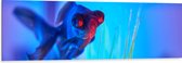 WallClassics - Dibond - Zwemmende Vis in het Water - 150x50 cm Foto op Aluminium (Met Ophangsysteem)