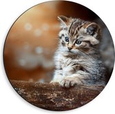 Dibond Muurcirkel - Gestreepte Kitten achter een Boomstam - 40x40 cm Foto op Aluminium Muurcirkel (met ophangsysteem)