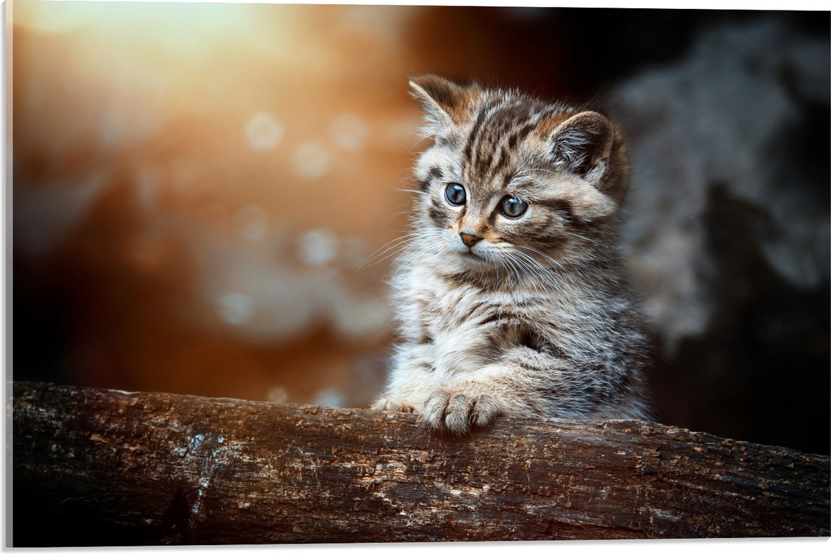 Acrylglas - Gestreepte Kitten achter een Boomstam - 60x40 cm Foto op Acrylglas (Wanddecora