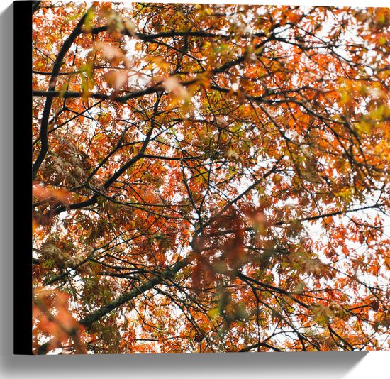 Canvas - Herfst Bladeren in een Boom - 40x40 cm Foto op Canvas Schilderij (Wanddecoratie op Canvas)