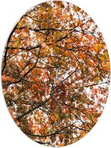 PVC Schuimplaat Ovaal - Herfst Bladeren in een Boom - 60x80 cm Foto op Ovaal (Met Ophangsysteem)