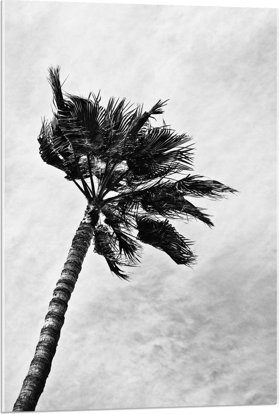 Acrylglas - Harde Wind bij Palmboom - Zwart/Wit - 60x90 cm Foto op Acrylglas (Wanddecoratie op Acrylaat)