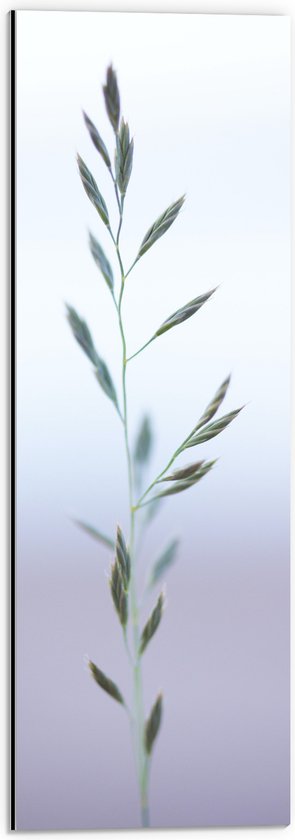 WallClassics - Dibond - Dunne Groene Tak in Mist - 20x60 cm Foto op Aluminium (Met Ophangsysteem)
