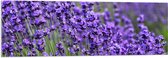 Acrylglas - Lavendel Planten op een Grasveld - 120x40 cm Foto op Acrylglas (Wanddecoratie op Acrylaat)