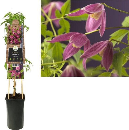 Klimplant Clematis alp. Ruby (Bosrank)