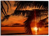 Dibond - Silhouet van Grote Palmbladeren bij Feloranje Zonsondergang - 40x30 cm Foto op Aluminium (Met Ophangsysteem)