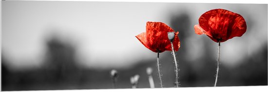Acrylglas - Rode Bloemen op Zwart-witte Achtergrond - 150x50 cm Foto op Acrylglas (Met Ophangsysteem)